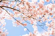 日本樱花服务器地址