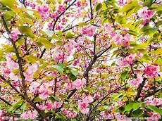 日本晚樱日本樱花服务器